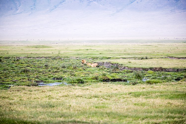 TZA ARU Ngorongoro 2016DEC26 Crater 036